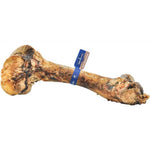 barkworthies-wild-boar-femur-bone-dog-chew-151920