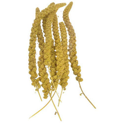 sunseed-golden-millet-spray-827212