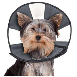 zenpet-zen-cone-139651